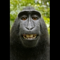 【科技新報】「攝影師」要求維基百科刪除照片遭拒，只因是「獮猴」的自拍照