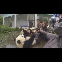 陳德烈、美胸女神熊熊前進四川  與熊貓上演甜蜜餵食秀