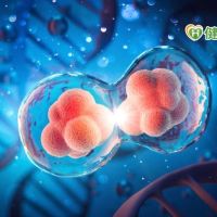 首揭細胞「無合成分裂」 中研團隊登《Nature》期刊