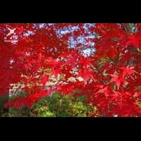 工頭堅-從紅葉窺見秋色 歌頌秋日的美好象徵