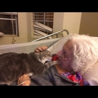 【感人】貓咪與奶奶共度的最後時光