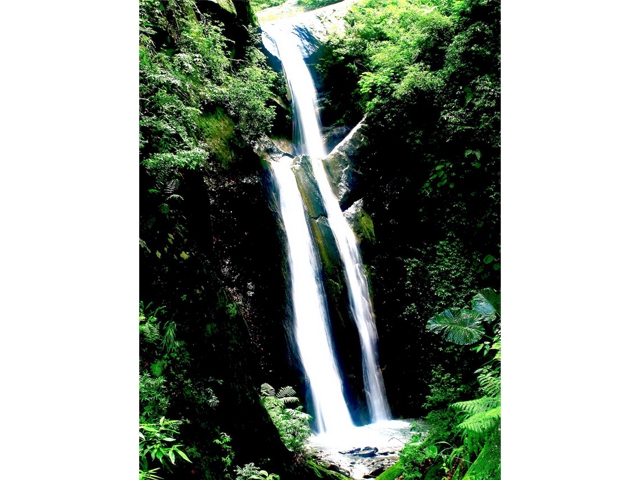 奧萬大森林浴　提供遊客體驗療效